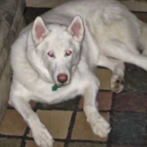 Meet your Posher, Tanner